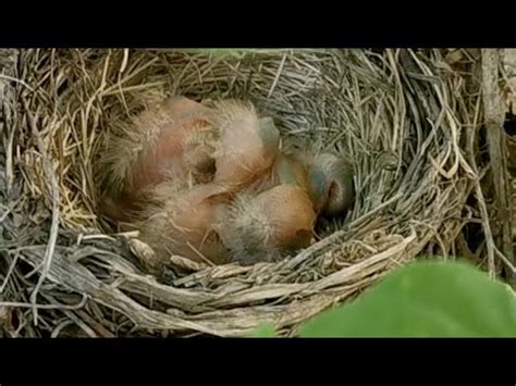 鳥在住家築巢|野鳥叫聲好滋擾？家中有野鳥築巢怎麼辦？漁護署教你。